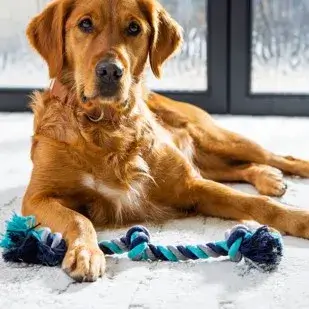 Dog on carpet | Carpetland USA