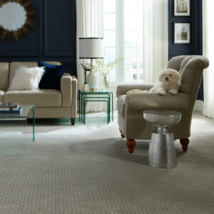Puppy on couch | Carpetland USA