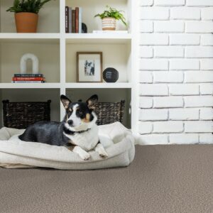 Pet friendly carpet | Carpetland USA